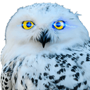 OwlAI Email Companion logo